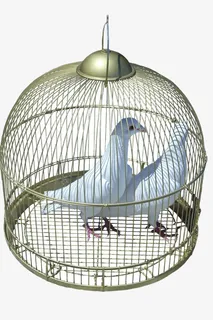 铁笼里的白色鸽子免抠 铁笼里的白色鸽子免抠