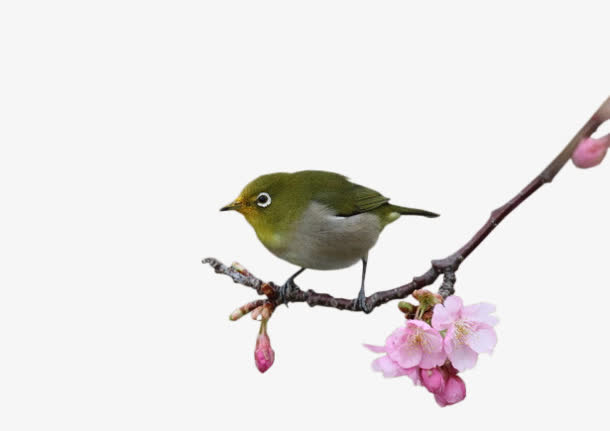 桃花树枝上的小鸟免抠