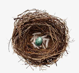 高清摄影鸟窝鸟蛋免抠