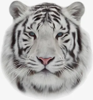 凶猛的老虎免抠