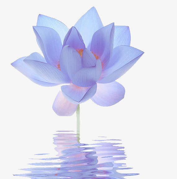 蓝莲花免抠