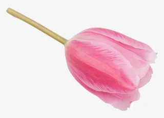 红玫瑰花苞粉红色花免抠