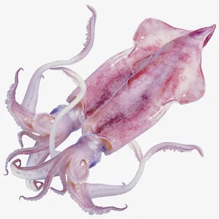 触手新鲜鱿鱼免抠