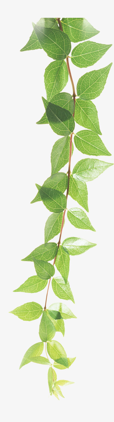 植物绿png免抠