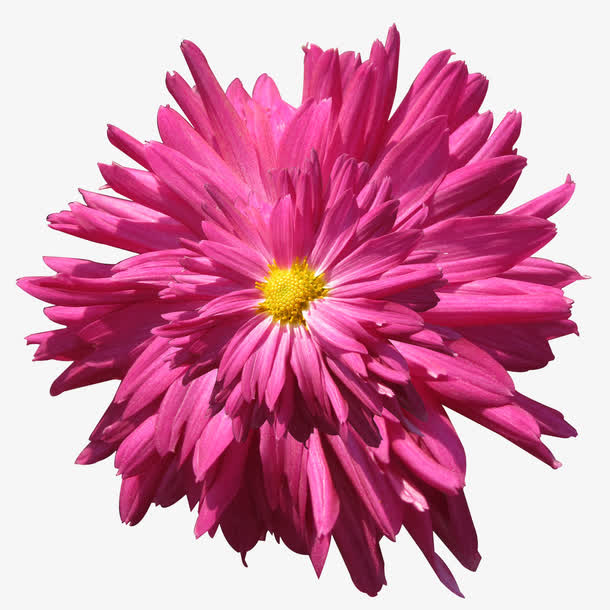 秋菊花瓣免抠