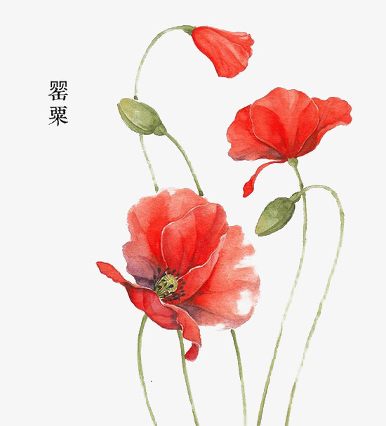 罂粟花免抠