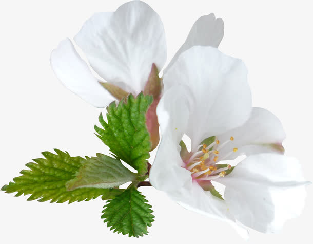 樱花免抠