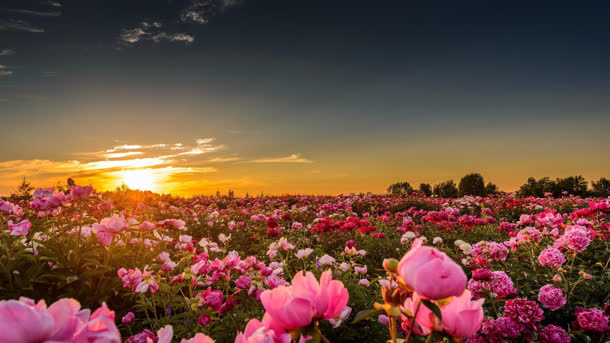 夕阳天空玫瑰花海免抠