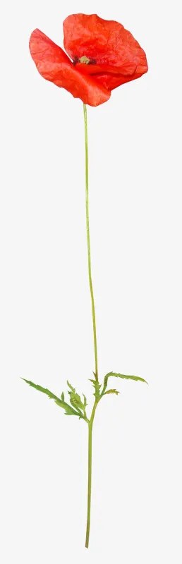 ps花卉素材线描花草免抠