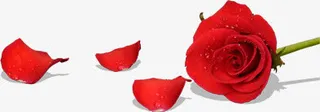 单只玫瑰花散落花瓣免抠