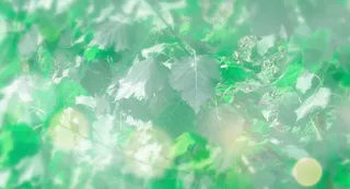 绿色树叶光晕3高清