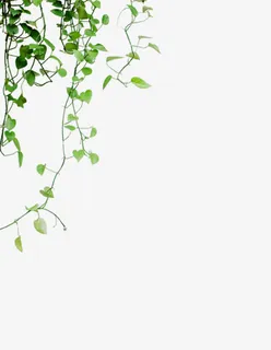 绿色藤蔓免抠