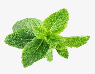 产品实物实拍薄荷叶免抠