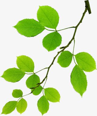 生机手绘绿色树枝免抠