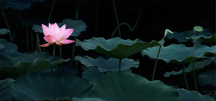 夜色荷塘月色唯美背景高清