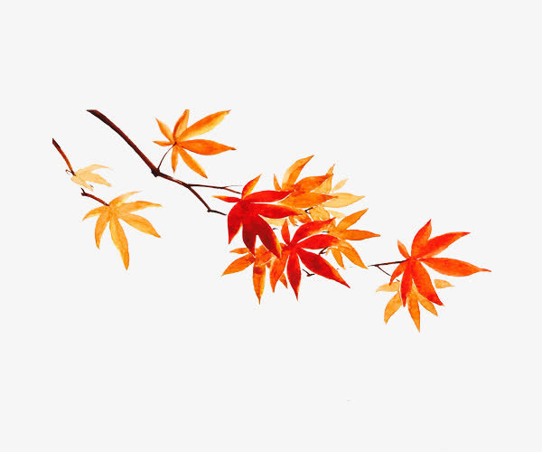 枫树水彩免抠