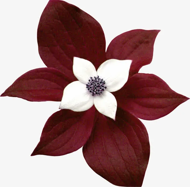 红色树叶白花装饰图案免抠