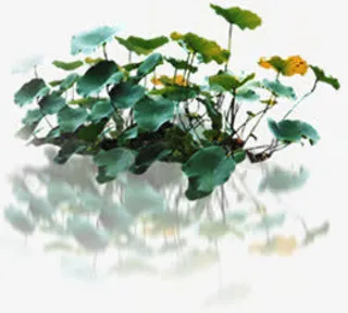 绿色荷叶园林装饰免抠