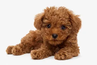 棕色贵宾犬免抠