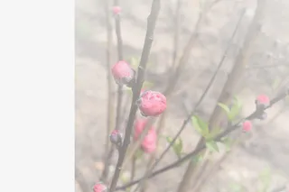 春天 草地 桃花 梨花 渐变透明元素44免抠背景场景背景元素