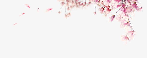 花枝免抠