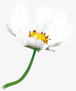 高清白色春天花朵免抠