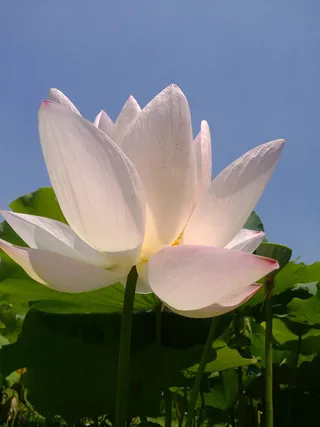 荷花荷叶风光高清