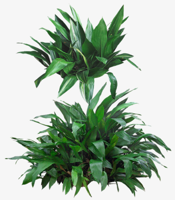 一叶兰植物免抠