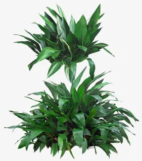 一叶兰植物免抠