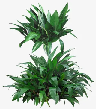 一叶兰植物免抠