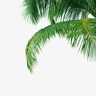 椰树免抠 椰树免抠