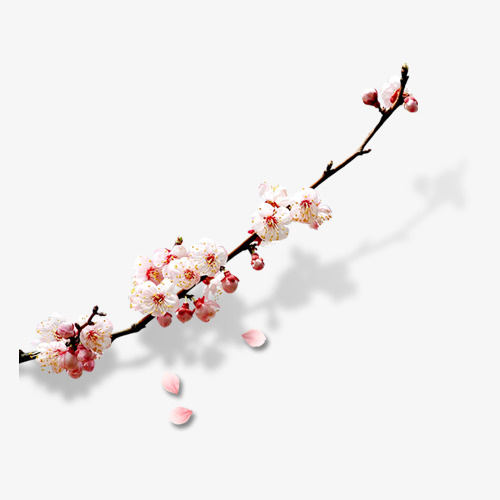 树枝免抠