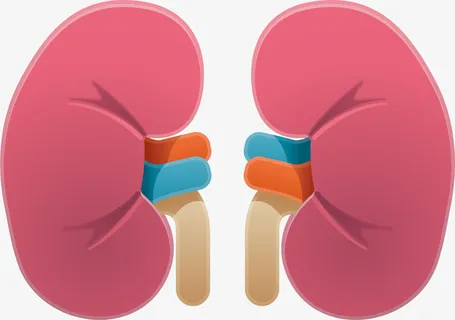 肾脏png元素免抠手绘/卡通卡通元素
