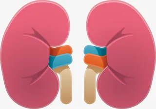 肾脏png元素免抠手绘/卡通卡通元素