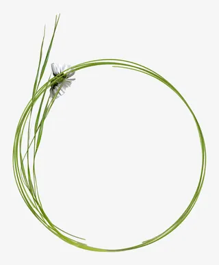 卡通素材卡通图片 藤蔓枝条圆环免抠