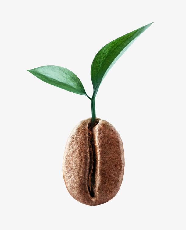 咖啡豆新生命免抠