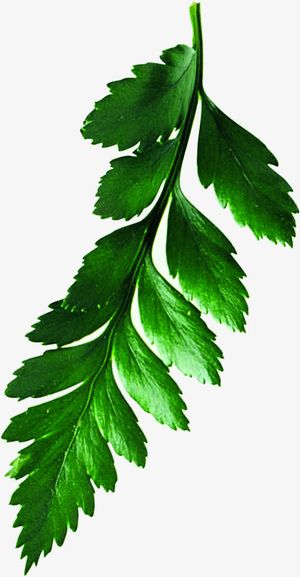 绿色清爽春天树叶装饰节日免抠