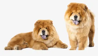 两只胖胖的松狮免抠