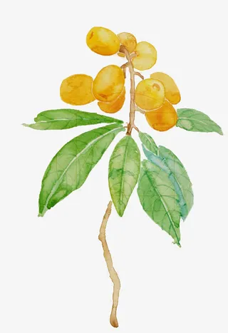 手绘枇杷果免抠