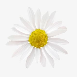 鲜花图案卡通鲜花图片 白色花朵免抠