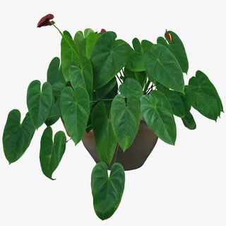 室内植物盆栽免抠