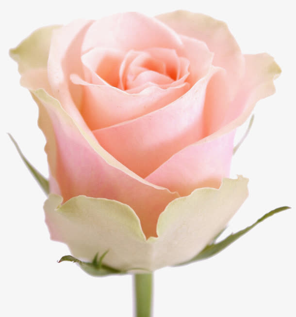 手绘花朵花束免抠