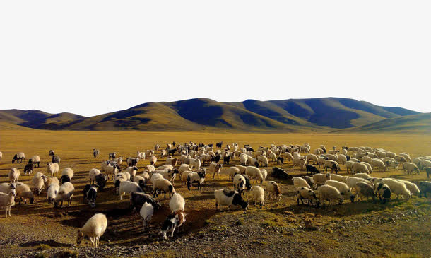 草原上的羊群免抠