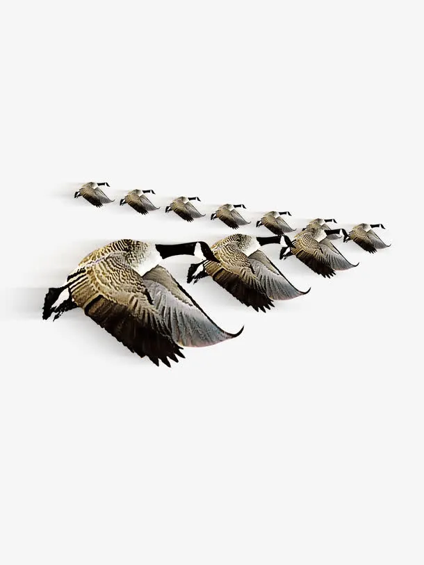 排成人字形的大雁免抠