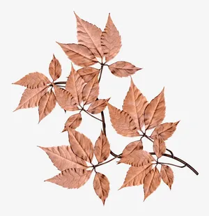 枝叶免抠