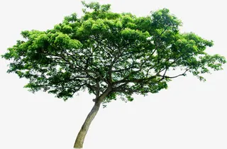 春天清新景观大树植物免抠