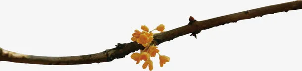 丹桂树枝免抠