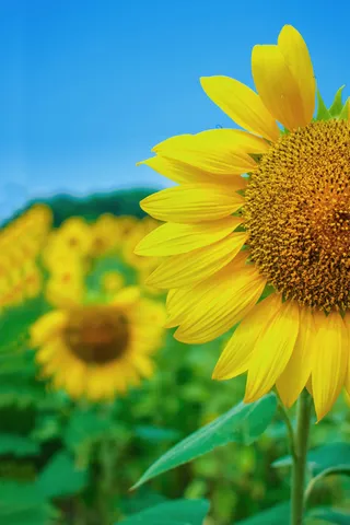 蓝色简约你好九月海报高清