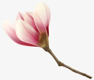 开放的粉色玉兰花免抠