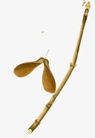 树枝黄色落叶手绘插画免抠